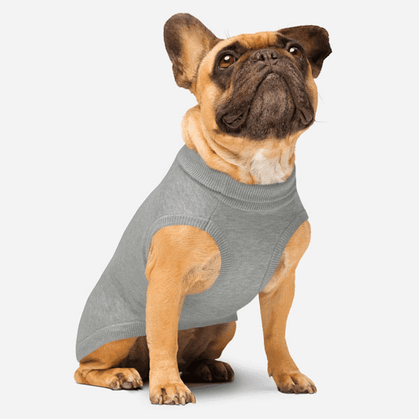 5 conseils pour habiller votre chien en hiver