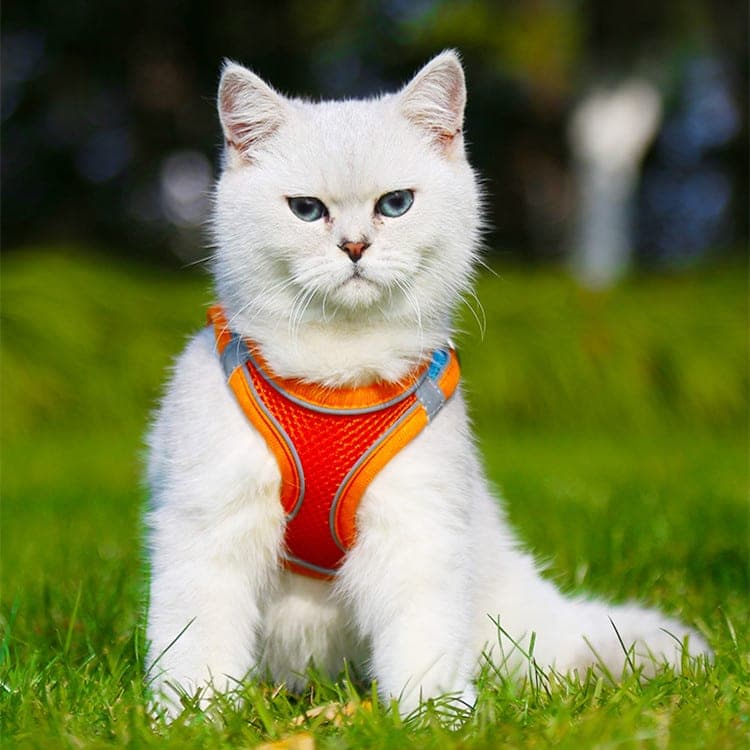 Quelle taille de harnais choisir pour son chien ?